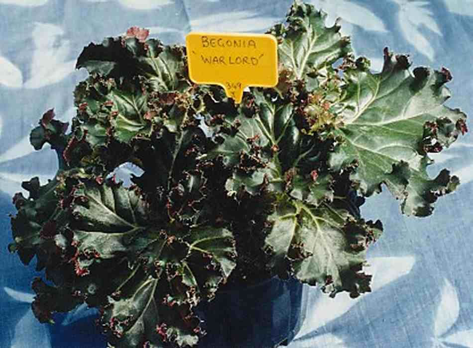 B. ‘Warlord’